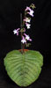 Streptocarpus hybrid-Streptocarpus  hybrids