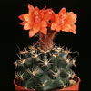 Submatucana paucicostata-Submatucana p.