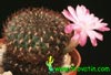 Sulcorebutia verticillacantha v. minima-