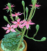 Tacitus bellus-Chihuahua flower