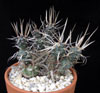 Tephrocactus articulatus v. papyracanthus-Paper spine cactus