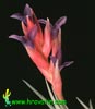 Tillandsia aeranthos - Tillandsia aeranthos