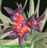 Tillandsia aeranthos - Tillandsia aeranthos