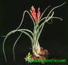 Tillandsia caput medusae - Tillandsia caput medusae