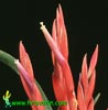 Tillandsia caput medusae - Tillandsia caput medusae
