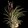 Tillandsia ionantha - Tillandsia ionantha