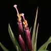 Tillandsia ionantha - Tillandsia ionantha