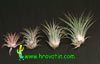 Tillandsia ionantha - Tillandsia ionantha