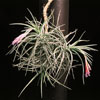 Tillandsia tenuifolia-Tillandsia tenuifolia