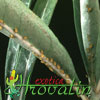 Adenium obesum - Desert Rose