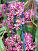 Wilsonara hybrid-Wilsonara hybrid