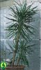 Yucca aloifolia-Spanish bayonet, Dagger plant