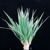Yucca variegata -Spinaless yucca