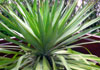 Yuca gloriosa-Daggerplant, Spanisch bayonet