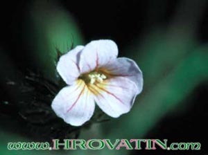 Biophytum sensitivum - Sikerpud Biophytum sensitivum - Sikerpud