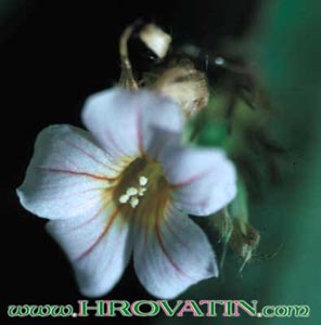 Biophytum sensitivum - Sikerpud Biophytum sensitivum - Sikerpud