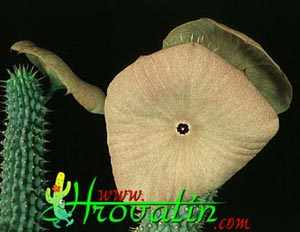 Hoodia gordonii - African Hats, Queen of the Namib Hoodia gordonii - African Hats, Queen of the Namib