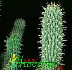 Hoodia gordonii - African Hats, Queen of the Namib Hoodia gordonii - African Hats, Queen of the Namib