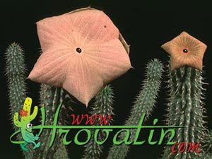 Hoodia gordonii - African Hats, Queen of the Namib Hoodia gordonii - African Hats, Queen of the Namib