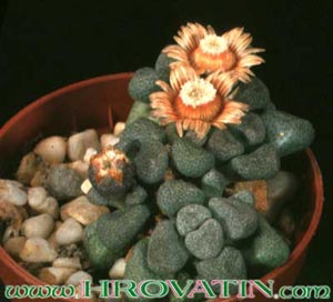 Aloinopsis schooneesii - Living Stone Aloinopsis schooneesii - Living Stone