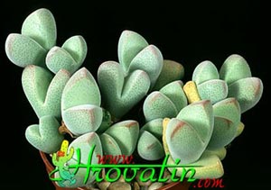 Dinteranthus puberulus - Dinteranthus puberulus -