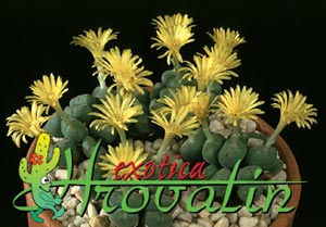 Conophytum meyeri - Conophytum Conophytum meyeri - Conophytum