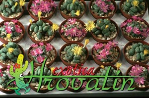 Conophytum - Conophytum -