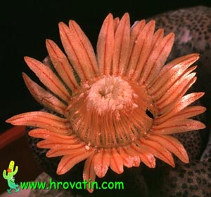 Aloinopsis schooneesii - Living Stone Aloinopsis schooneesii - Living Stone