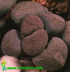 Aloinopsis schooneesii - Living Stone Aloinopsis schooneesii - Living Stone