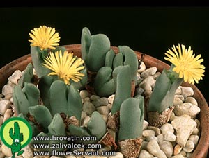 Conophytum bilobum - Conophytum bilobum -