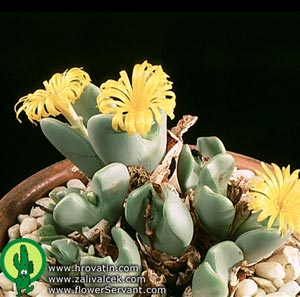 Conophytum sp. - Conophytum sp. -