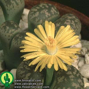 Lithops gesinae v gesinae - Lithops gesinae v gesinae -