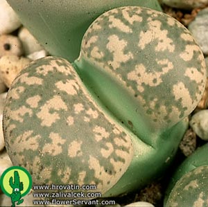 Lithops gesinae v gesinae - Lithops gesinae v gesinae -