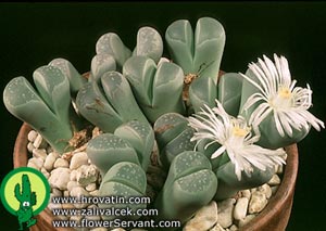 Lithops olivacea v. olivacea - Lithops olivacea v. olivacea -