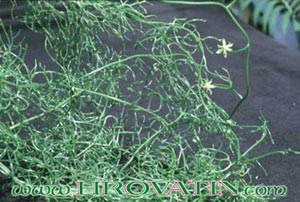 Bowiea volubilis - Climbing onion Bowiea volubilis - Climbing onion