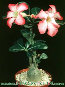 Adenium obesum - Desert Rose Adenium obesum - Desert Rose