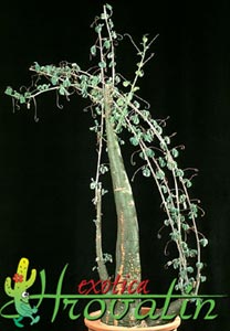 Adenia glauca - Adenia glauca Adenia glauca - Adenia glauca