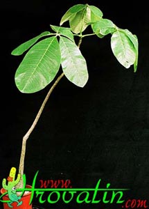 Bombax ellipticum - Bombax Bombax ellipticum - Bombax