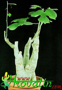 Adenia aculeata - Adenia aculeata Adenia aculeata - Adenia aculeata