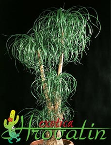 Beaucarnea recurvata - Ponytail palm Beaucarnea recurvata - Ponytail palm