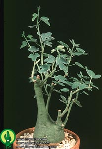 Adenia spinosa - Adenia spinosa Adenia spinosa - Adenia spinosa