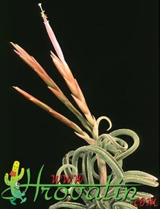 Tillandsia caput medusae - Tillandsia caput medusae Tillandsia caput medusae - Tillandsia caput medusae