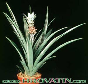Ananas comosus - Pineapple Ananas comosus - Pineapple