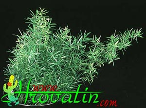 Asparagus densiflorus - asparagus fern, sprengeri fern, smilax, regal fern Asparagus densiflorus - asparagus fern, sprengeri fern, smilax, regal fern