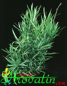 Asparagus falcatus - Asparagus Fern Asparagus falcatus - Asparagus Fern