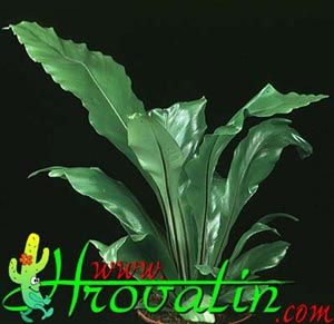 Asplenium nidus - Bird's nest fern Asplenium nidus - Bird's nest fern