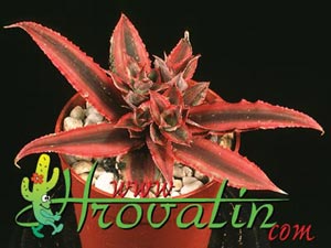 Cryptanthus bromelioides - Cryptanthus bromelioides -