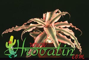 Cryptanthus hybrid - Earth star Cryptanthus hybrid - Earth star