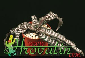 Cryptanthus fosterianus - Earth Star Cryptanthus fosterianus - Earth Star