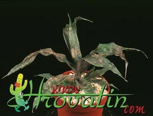 Cryptantus bivittatus - Cryptantus bivittatus -